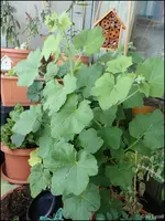 c005.webp