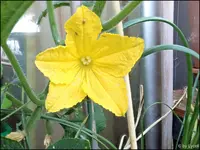 c007.webp
