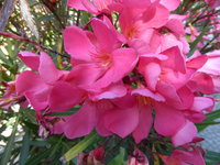 P1100203Oleander.JPG