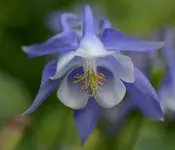 akelei5.webp