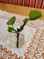 IMG_20230527_075613.jpg