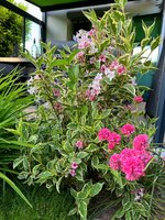 IMG_9003.jpeg