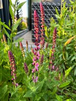 IMG_9011.jpeg