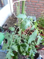 P1010479Tubis Streifenzipfel.webp