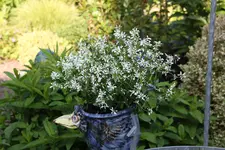Mai    3323.webp