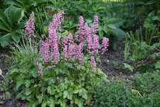 Mai    3923.webp