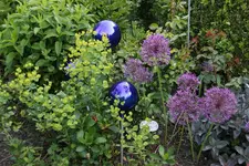Mai    4023.webp