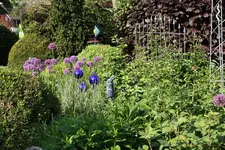Mai    4123.webp