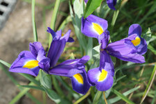 Schwertlilie Saphire Blue 202305.jpg