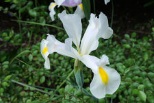 Schwertlilie White van Vliet 202305.jpg
