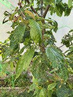 IMG_2309.jpeg