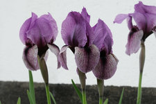 Iris graeberiana¿ 202305.jpg