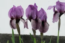 Iris graeberiana¿ 202305.webp