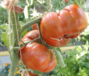 Tomatenrispen.jpg