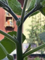 IMG_2868.jpeg