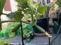 IMG_2865.jpeg