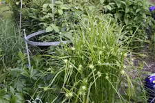 Mai    4323.webp