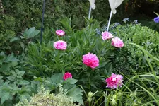 Mai    4523.webp