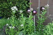 Mai    4723.webp