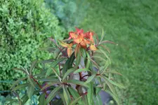 Mai    4823.webp