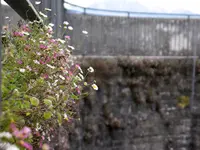 IMGP6273.webp