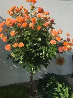 2018-08-04_09-34-28_IMG_5022.webp 2018-08-04_09-34-28_IMG_5022.webp