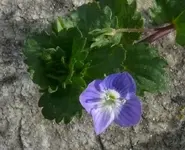 2023Veronica.webp