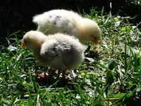 FB_IMG_1685195215678.webp