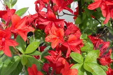 Azalee Nabucco 202305.webp