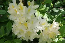 Azalee Schneegold 202305.webp