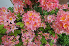 Azalee Berryrose 202305.jpg