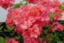 Azalee Juanita¿ 20230519.webp