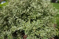 DSC05357.webp