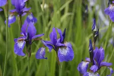 Iris  1023.JPG