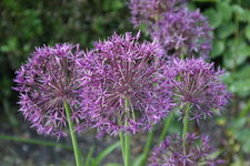 Allium     0423.JPG