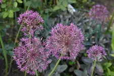 Allium     0523.webp
