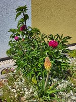 20230529_142620.jpg
