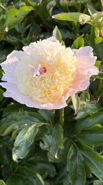 IMG_5994.jpeg