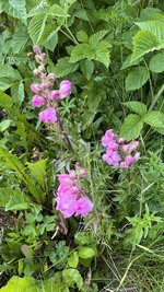 IMG_6007.jpeg