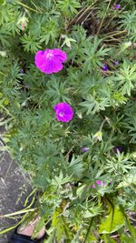 IMG_6010.jpeg