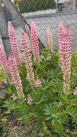 IMG_6009.jpeg