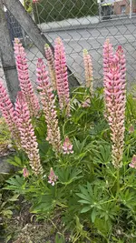 IMG_6009.webp