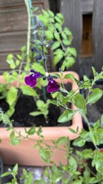 IMG_6006.jpeg