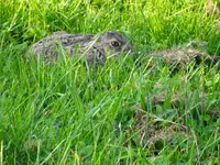 DSC02935.webp
