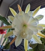 PXL_20230530_052714853~2.jpg