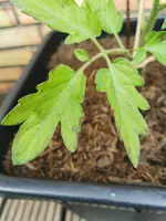 IMG_20230530_073818.webp