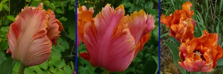 TuAmazing2.webp