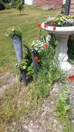 Mohn2.webp