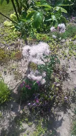 Wiesenraute.webp