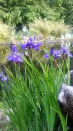 Iris.webp